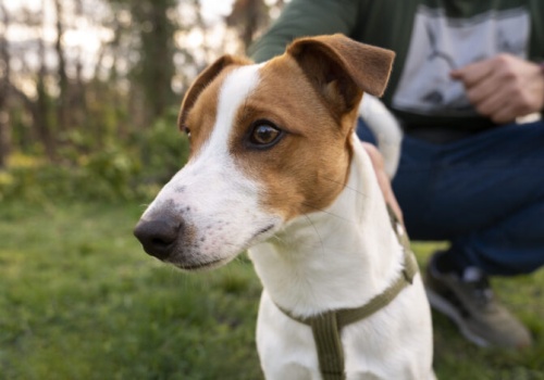 Elegancka przesyłka z USA skrywała narkotyki. Pies Iron bezbłędnie wskazał podejrzaną paczkę