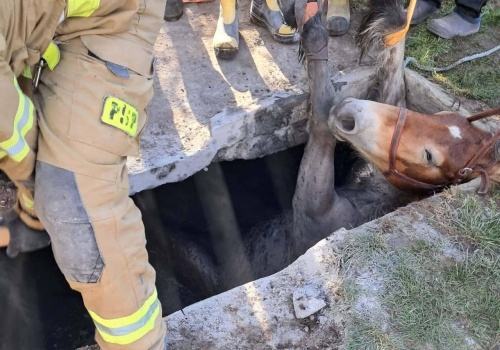 Koń uwięziony w zbiorniku na nieczystości. Akcja ratunkowa w Brzozowicy Dużej