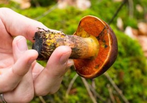 Pojawiają się pierwsze okazy. Wielu się go boi przez kolor, ale to jeden z najsmaczniejszych grzybów