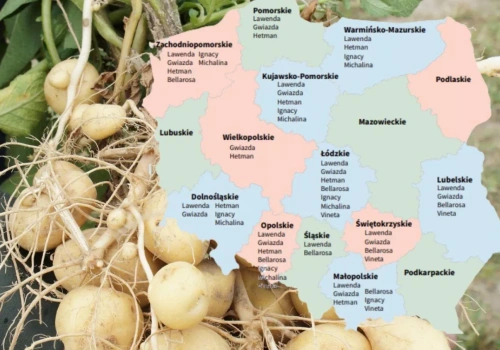 Ziemniaki jadalne wczesne 2026. Sprawdź listę odmian zalecanych dla swojego regionu