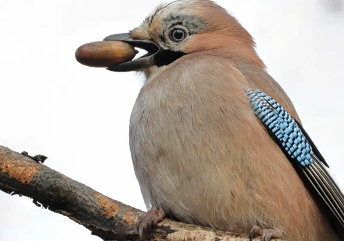 Czy wiesz, że … sójka sadzi więcej drzew niż niejeden leśnik?