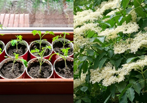 Kiedy naprawdę sadzić pomidory? Stare porady ogrodnicze z bzami w roli głównej