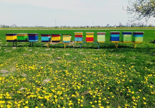Ministerstwo klimatu chce walczyć z pszczołami i zrobić miejsce dla miodów importowanych z krajów Mercosur, Chin i Ukrainy