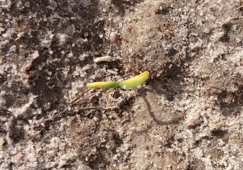 Przymrozki uderzą w buraki. Nie spiesz się z przesiewem