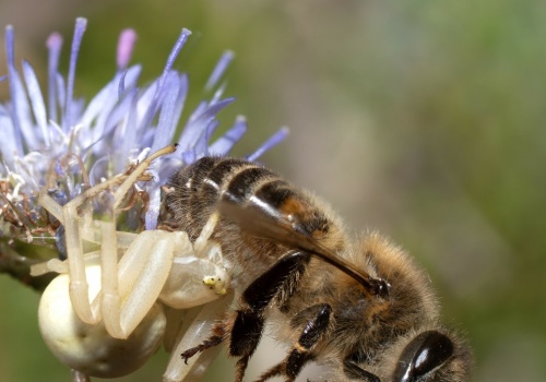 Ekspertka: pszczoły miodne mogą zaszkodzić tym dzikim
