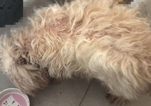 Policjanci odebrali właścicielce dwa psy. Były bardzo zaniedbane