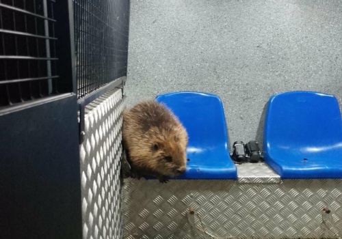 Bóbr w katowickim tunelu! Nietypowa interwencja straży miejskiej