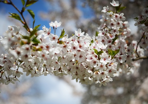 Kwitną sady owocowe w Świętokrzyskiem