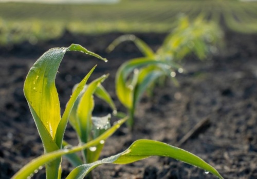 Nowe techniki genomowe: UE zmienia zasady dla rolników