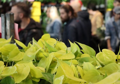 Festiwal Roślin w TAURON Arenie. Krakowianie znów ruszą po zielone okazy