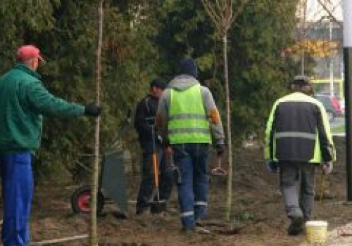 Ruszyły nasadzenia drzew i krzewów