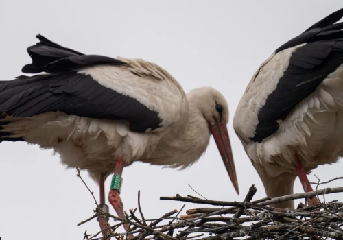 Bocianica z powiatu siedleckiego zaskoczyła wszystkich. Zamiast wrócić do Polski, założyła gniazdo na Ukrainie