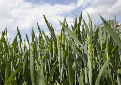 UE przyjęła przepisy o NGT. Kiedy rolnicy odczują zmiany dotyczące roślin?