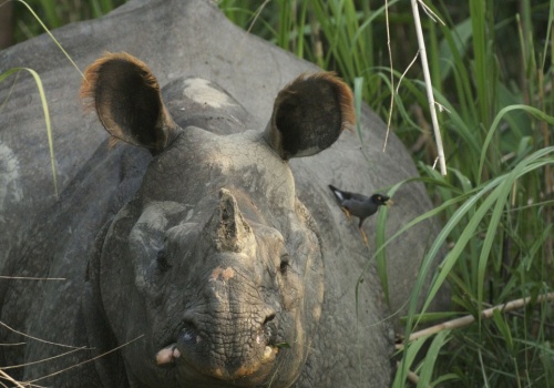 Ogromne ssaki wkroczyły do miasta. Wchodzą nawet na podwórka