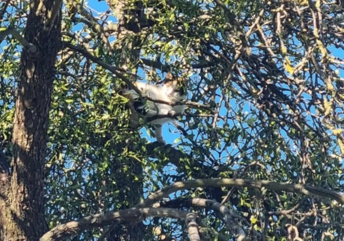 Zaplątał się i spędził na drzewie kilka dni. Niecodzienna akcja strażaków pod Ciechanowem