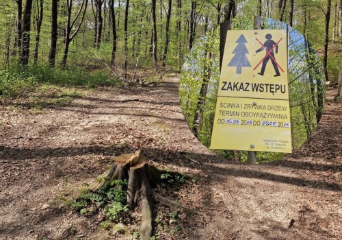 Nowa atrakcja dla aktywnych w Rzeszowie. Trwają prace w lesie na Słocinie