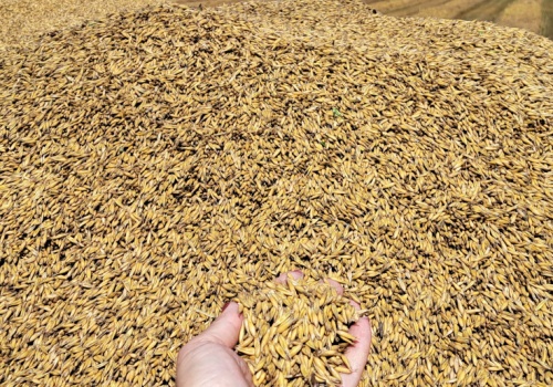 Ożywienie na rynku zbóż. Ceny żyta i pszenicy w górę. Raport z 22 kwietnia