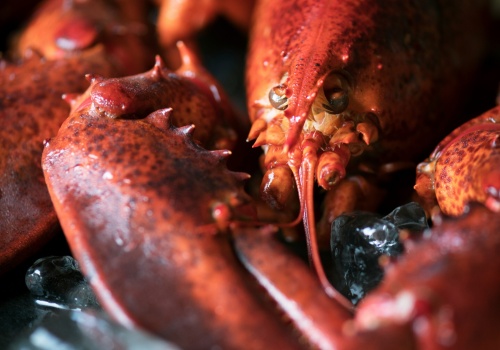 Nowe badanie mocno komplikuje wygodną tezę, że homary “nic nie czują”