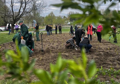 Stellantis posadził 700 drzew w Katowicach. Na osiedlu Witosa powstał kolejny las kieszonkowy