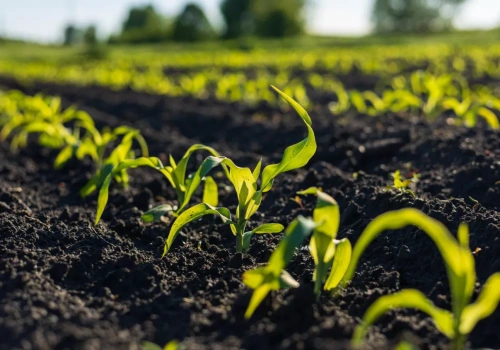 Gdy gleba sucha zastosuj w kukurydzy herbicydy nalistne