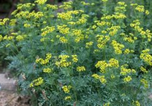 Rośliny inwazyjne w Polsce. Ekspert wyjaśnia, kiedy stają się problemem