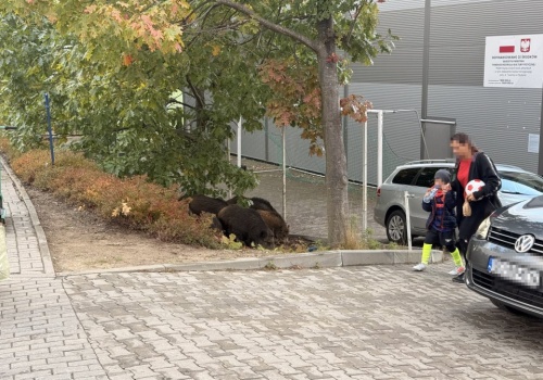 91 zgłoszeń w 3 miesiące. Dziki opanowują Olsztyn?