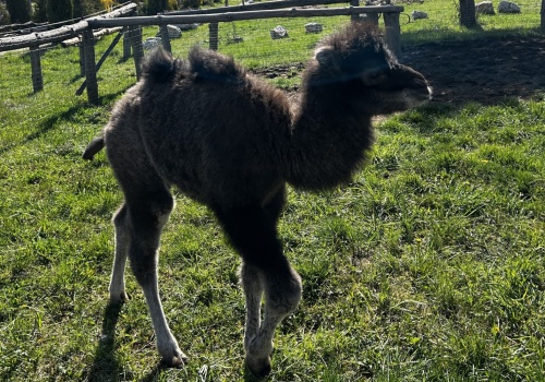 W zoo w Lisowie urodziła się wielbłądzica