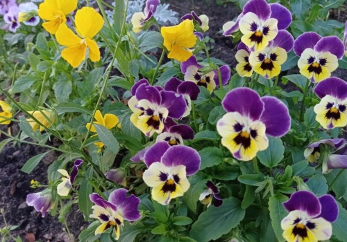 Wystarczy ten jeden nawyk po posadzeniu bratków. Kwiaty będą utrzymywać się wyjątkowo długo