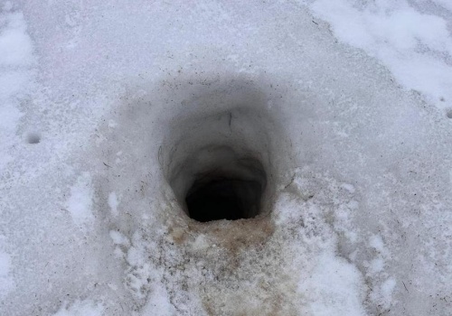 Świstaki obudziły się po zimie i wyszły z nor. TPN apeluje!