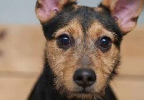 Wrocław: W tych gabinetach zaczipujesz i wykastrujesz psa lub kota za darmo!