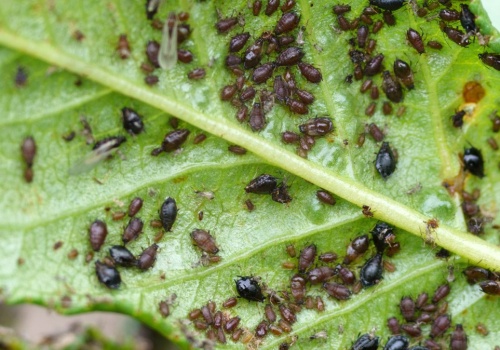 Zrób to, a drzewa ci podziękują. Mszyce będą uciekały, gdzie pieprz rośnie