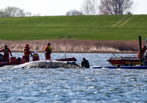 Wieloryb Timmy w poważnych opałach. Poziom wody drastycznie spadł