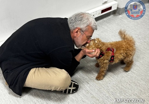 Porwanie psów za milion franków. Akt oskarżenia w głośnej sprawie ze Szczecina