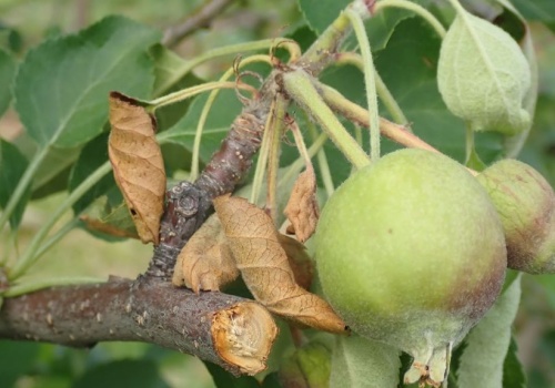 Kiedy stosować Vaxiplant SL w sadach jabłoni i gruszy?
