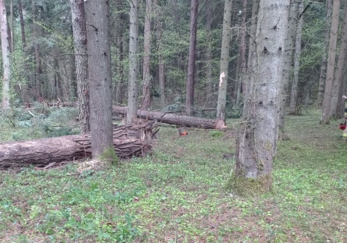 Tragiczny wypadek przy wycince drzew. 43-latek zginął na miejscu