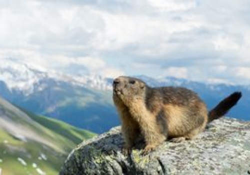 Po zimie są chudsze o połowę. Świstaki w Tatrach wyszły na powierzchnię
