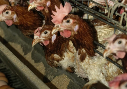 Pół miliona ptaków w 10 nowych ogniskach HPAI. Najwięcej na Mazowszu