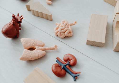 Eksperci apelują o globalny system przeszczepów serca. Celem jest zmniejszenie śmiertelności