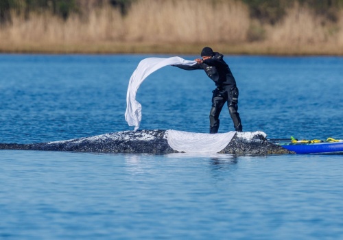 Nowe informacje w sprawie wieloryba Timmy’ego. 