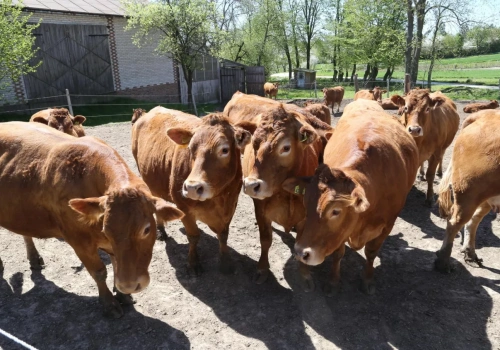 Ceny bydła spadają. Ubojnie już tną stawki – ile płacą?