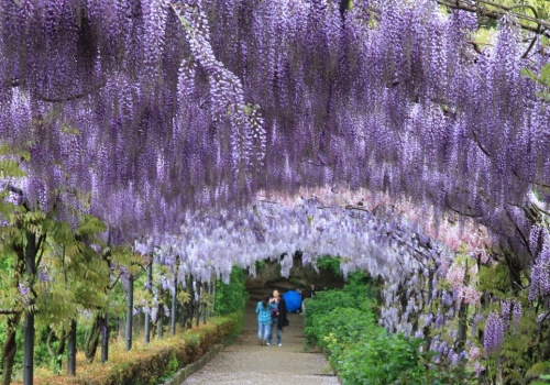Ten ogród ściąga turystów z całej Europy. Zobacz tę wyjątkową atrakcję
