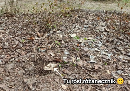 To już jest patologia. Idą do ogrodu botanicznego, niszczą wyposażenie i kradną całe rośliny