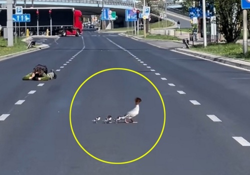 Nurogęsi zablokowały ruchliwą trasę w Warszawie. To już tradycja