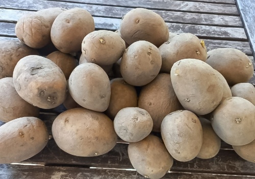 Produkcja ziemniaka nieopłacalna