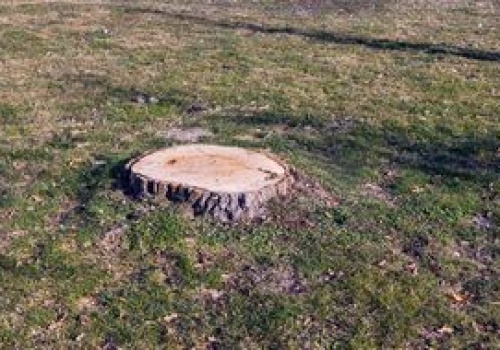 Wlej do pnia. Nie zostanie po nim nawet ślad