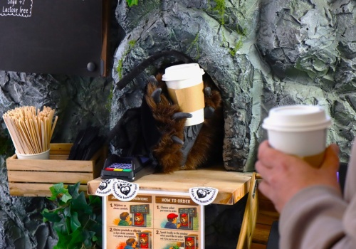 Niedźwiedź serwuje kawę w Krakowie. Takiej kawiarni jeszcze nie było