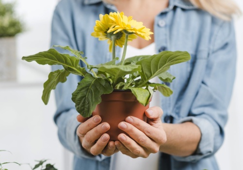 Po wypożyczalni nasion i narzędzi w Bibliotece Cisowa przyszedł czas na… hotel dla roślin