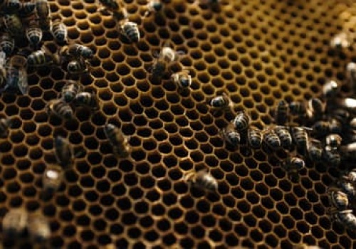 Afera, jakiej się nie spodziewaliście: prawica oskarża rząd o zamach na pszczoły miodne