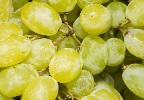 Ostatni dzwonek, by zrobić to przy winorośli. Inaczej plony przepadną