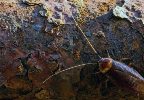 Nocne spotkanie w kuchni. Dlaczego z karaluchami nie wygrasz na własną rękę?
